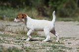 PARSON RUSSEL TERRIER 112